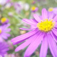 ブラキカム,お花,紫色の花,むらさき色の花の画像