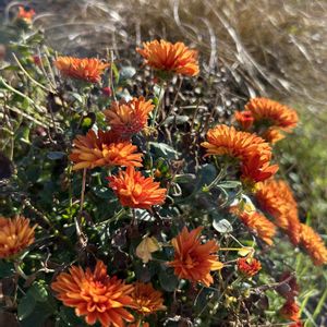 ガーデンマム,ナチュラルガーデン,オレンジ色の花,秋の庭,腰痛の画像