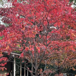 イチョウ,ナツツバキ,アメリカヤマボウシ,ハゼノキの紅葉,イロハモミシの画像