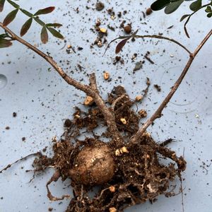 オペルクリカリア・パキプス,多肉植物,塊根植物,エケベリア属,サボテン科の画像