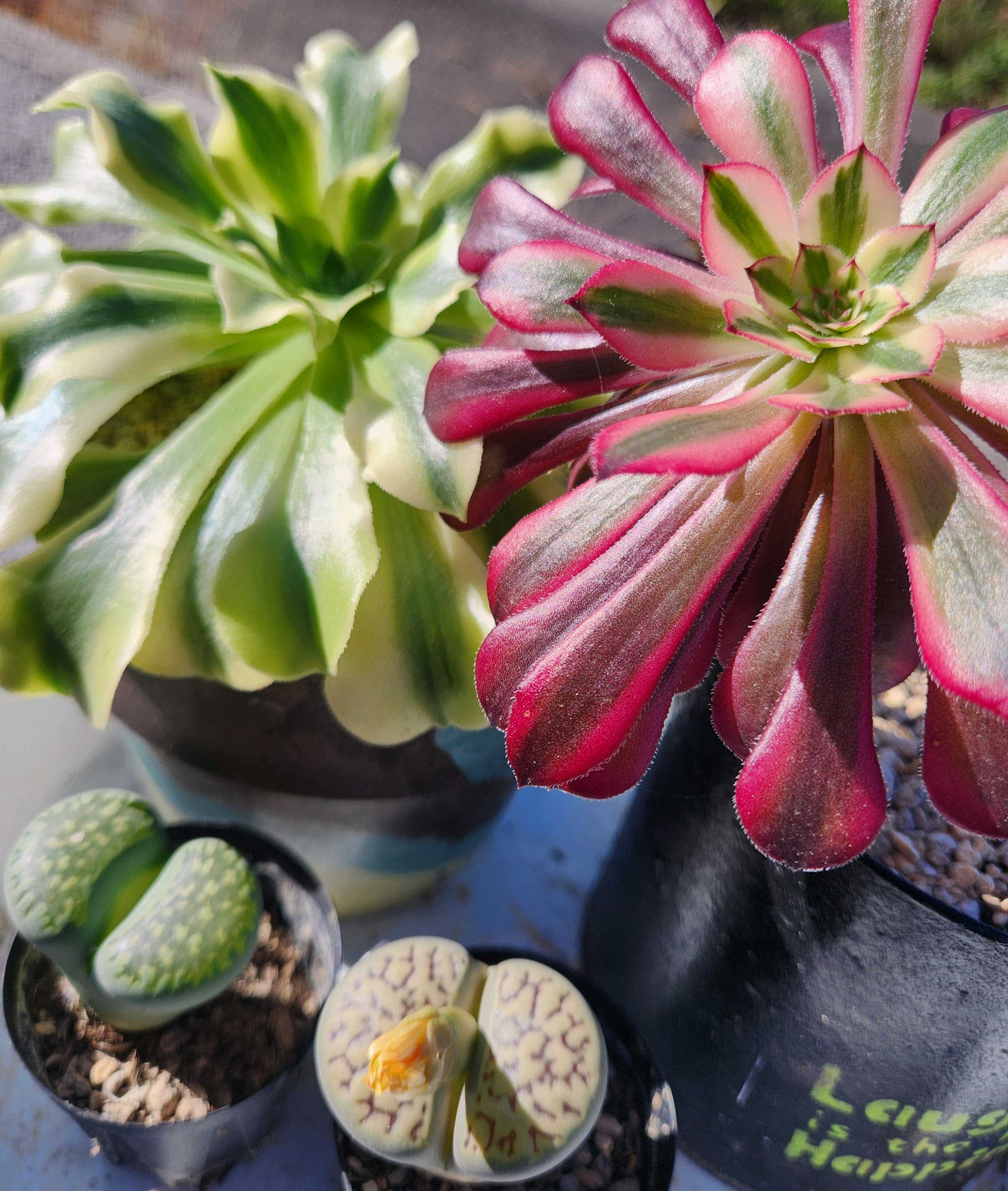 多肉植物の投稿画像 by レモン愛花さん｜リトープスとメデューサと