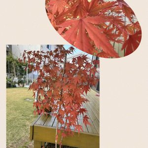 ブルーベリー,紅葉,山もみじ,山もみじ。,山モミジの画像