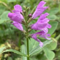 ハナトラノオ(カクトラノオ),野の花,GSのみなさんに感謝♡,綺麗✨,公園散歩の画像