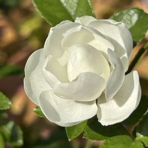 ミニバラ,ミニバラ,白い花,バラの蕾,ばら バラ 薔薇の画像