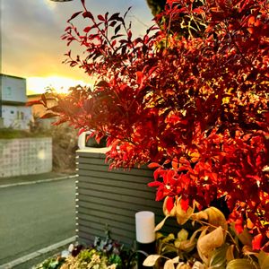 コルジリネ レッドスター,ドウダンツツジ紅葉,しゃら    夏つばき,観葉植物,紅葉（こうよう）の画像