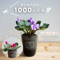 セントポーリア,GreenSnapSTORE,テーブルプランツ,GSでお買い物,グリーンスナップストアの画像