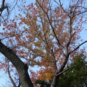 ハナノキ,もみじ,もみじのグラデーション,秋の山,美しい景色の画像