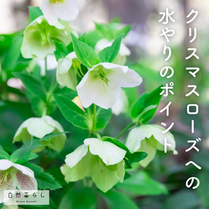 ガーデニング,花のある暮らし,植物のある暮らし,肥料,自然のある暮らしの画像