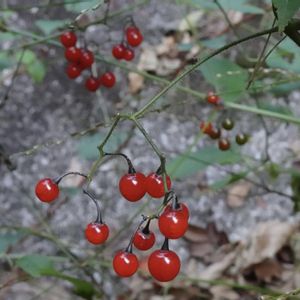 ヒヨドリジョウゴ,山野草,野草,赤い実,ナス科の画像