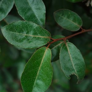 ハオルチア,多肉植物,観葉植物,塊根植物,サボテン科の画像