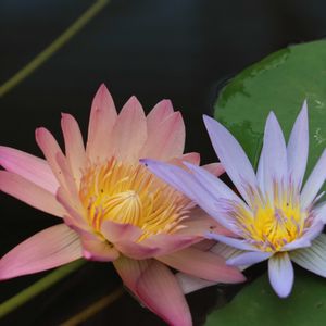 熱帯睡蓮　アルバートグリーンバーグ,温室,都立神代植物公園,青い花マニア,チーム・ブルーの画像