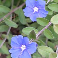 アメリカンブルー,花のある暮らし,植中毒,花自慢,花中毒の画像