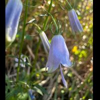 ツリガネニンジン,山野草,紫の花,登山,トレッキングの画像