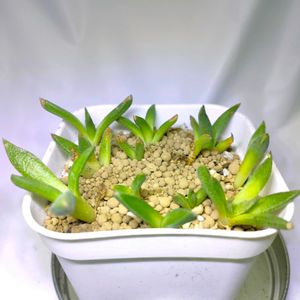 花錦,aloinopsis rubrolineata,多肉植物,メセン,実生の画像