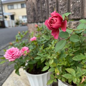 ハイビスカス,ミニバラ,ビオラ,バラ あおい,花のある暮らしの画像