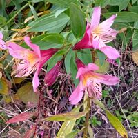 アルストロメリア,花のある暮らし,お花畑    ,お花大好き♡,ピンク❤︎ピンクの画像