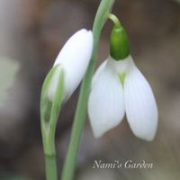 スノードロップ,ヒペリカム,いただいたお花,頂いた花束,小さな小さな庭の画像