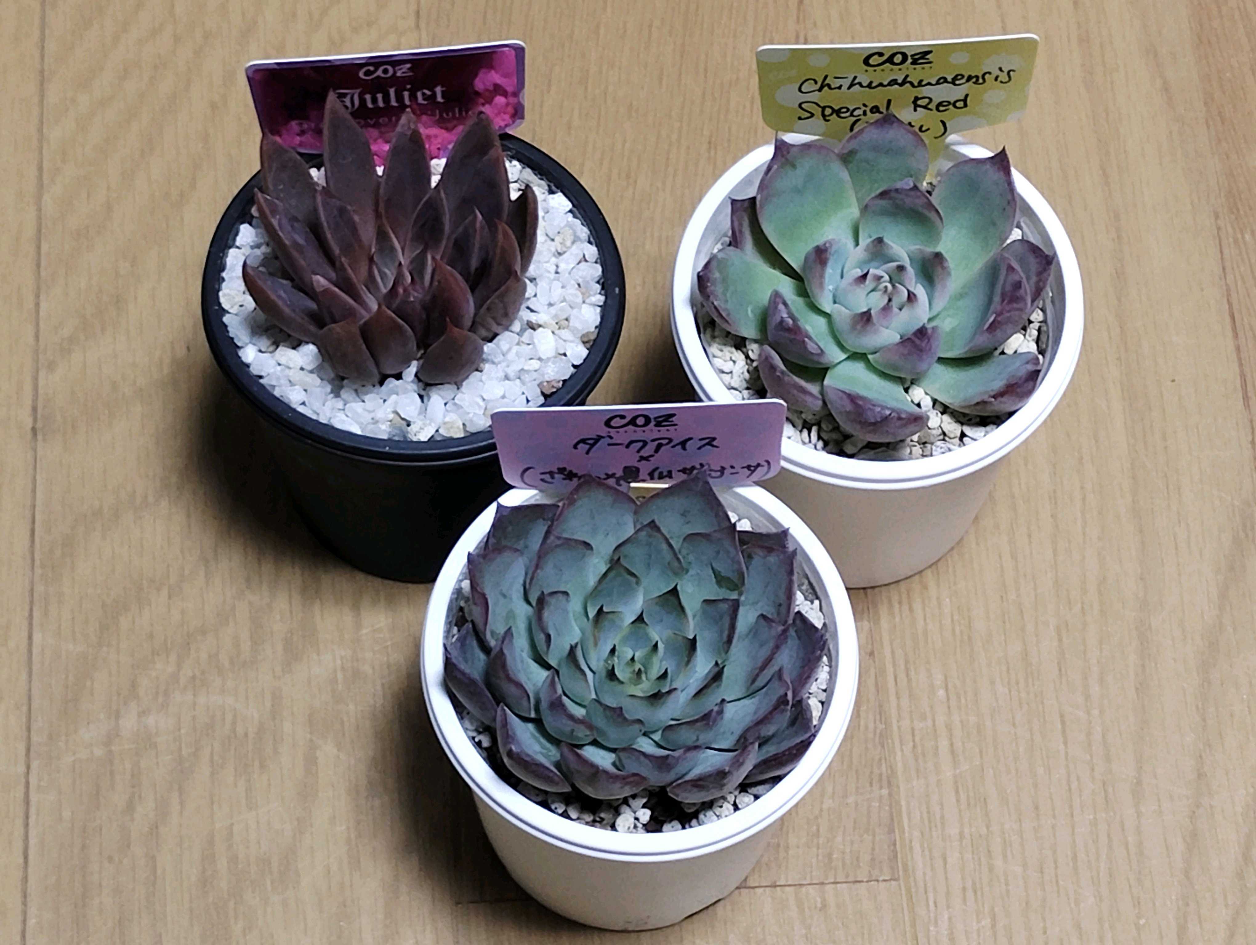 その他多肉植物 WR 先日の植木市で、 お迎えした @miya13_14 さん苗の つむぎ