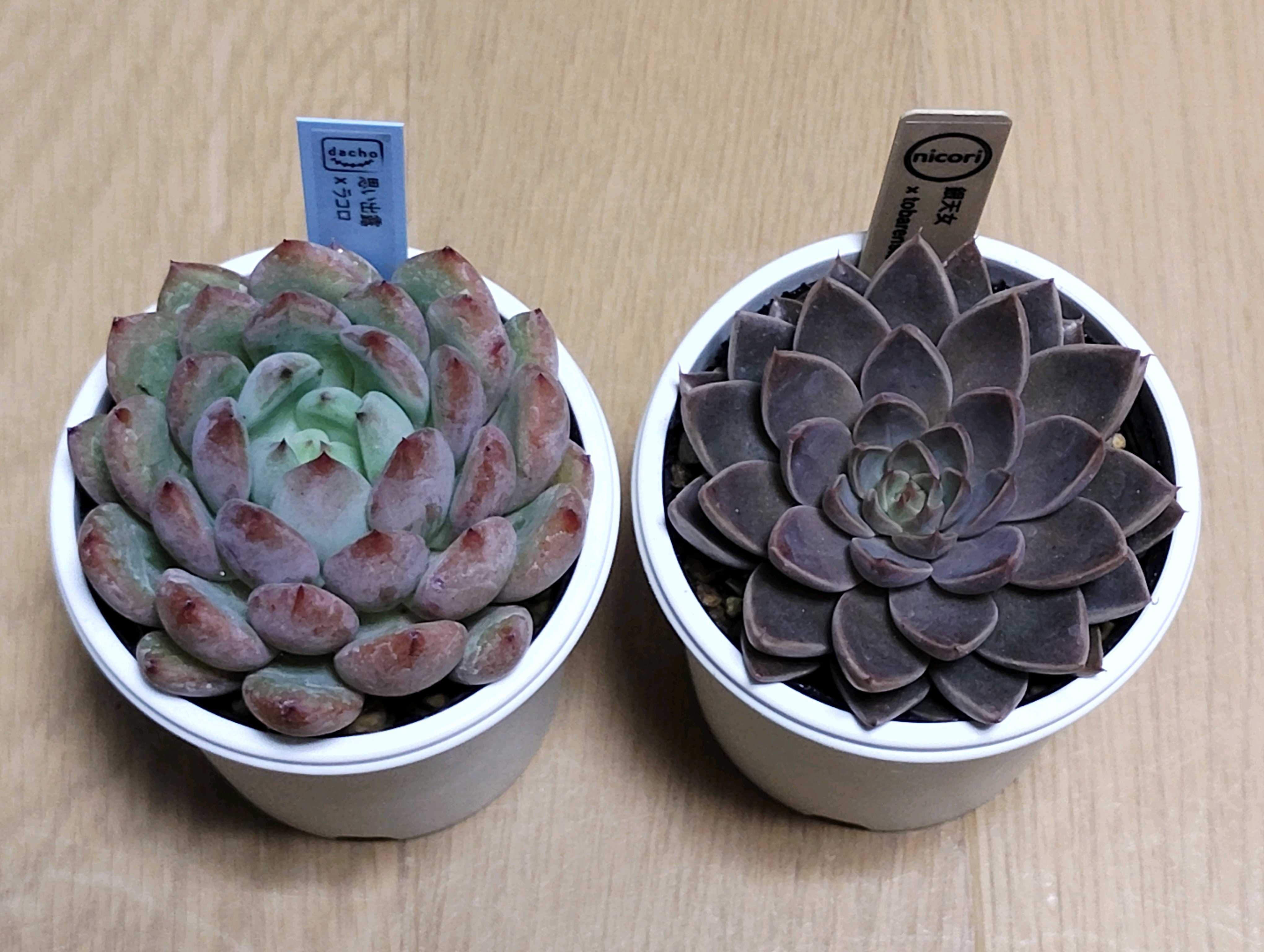 ぴよ様♡ご確認用ページ♡多肉植物 多肉植物の投稿画像 by 黄華さん｜エケベリア属と多肉大好きと多肉中毒