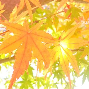 モミジ,イロハモミジ,もみじ,今日の花,紅葉（こうよう）の画像