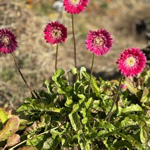 ガーベラ,桜島大根,畑の画像