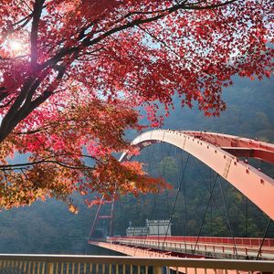 イロハモミジ,イロハモミジ,今日のお花,宇奈月温泉,宇奈月ダムの画像