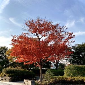 ハナノキ,秋の風景,お出かけ先にて,お気に入りの樹木の画像