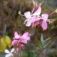 ガウラ,ガウラ,ガウラ,鉢植え,小さな庭の画像