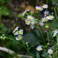 ヒメジョオン,道端の草花,自然観察,白い花,散策の画像