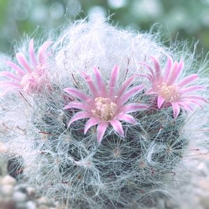 サボテン,高砂,サボテンの花✨,観葉植物,ふわふわの画像