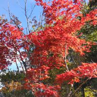 ススキ,ムシトリスミレ,イロハモミジ,散歩,箱根湿生花園の画像