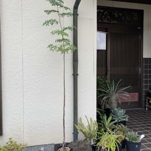 デロニクス・プミラ,デロニクス・デカリー,多肉植物,塊根植物,コーデックスの画像