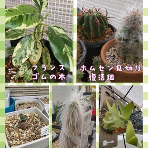 フランスゴムの木,ライオン錦？,多肉植物,板付け,ホームセンターの画像