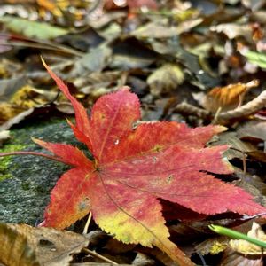 モミジ,紅葉,イロハモミジ,イロハモミジ,今日のお花の画像