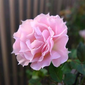 薔薇,薔薇,薔薇ラ・マリエ,花のある暮らし,テラスの画像