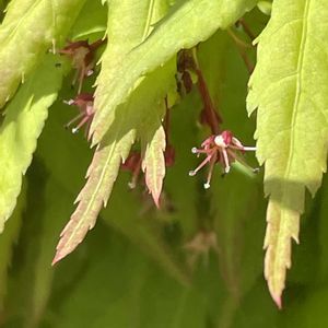 イロハモミジ,花壇,ガーデニング,山野草,今日のお花の画像