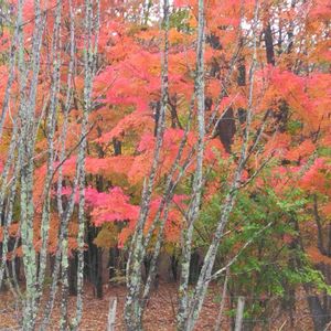 胡蝶蘭,デンドロビューム,今日の お花,ベランダ菜園,八ヶ岳山麓の画像