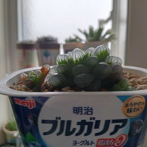 オブツーサ,ハオルチア オブツーサ,多肉植物,ハオルチア属,多肉大好きの画像