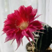 ミニバラ,エキノプシス属 交配種,サボテンの花,楽しみ〜,小さな幸せ♡の画像