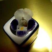 トレニア,トレニア,初挑戦,遊び心,庭先の画像