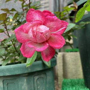 ミニバラ,ばら バラ 薔薇の画像