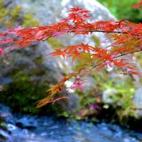 イロハモミジ,イロハモミジ,庭園,紅葉（こうよう）,紅葉狩りの画像