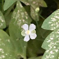 フウセンカズラ,フウセンカズラ,フウセンカズラ,白い花,上野恩賜公園の画像