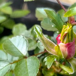 ミニバラ,ミニバラ・グリーンアイス,花のある暮らし,可愛い花,おうち園芸の画像