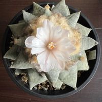 サボテン,花牡丹,アリオカルプス,アリオカルプス 花牡丹,多肉植物の画像