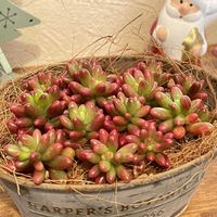 オーロラ,花のある暮らし,植物だいすき,多肉植物のある暮らし,みどりのある暮らしの画像