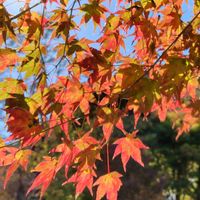 紅葉,イロハモミジ,ヤマモミジ,お出掛け先,今日のお花の画像