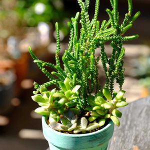 多肉植物,ベランダガーデニング,可愛い❤,多肉寄せ植え♡,癒される♪の画像