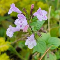 カラミンサ,幸せの青い花,青い花マニア,うどん県人会,チーム・ブルーの画像