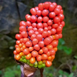 マムシグサ,蝮草,雑草,山野草,野草の画像